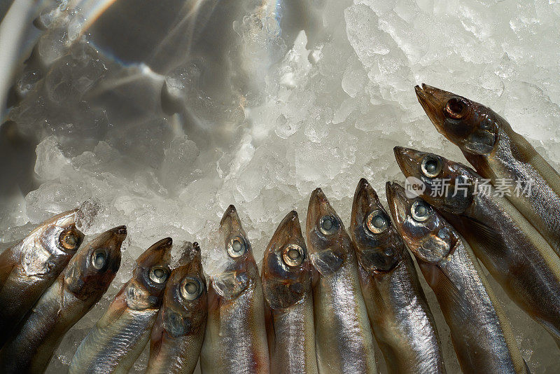 高角度的raw herrings在融化的冰上排，复制空间
